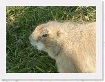 012 Prairie Dog * 2048 x 1536 * (560KB)